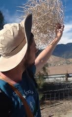 ben catching a tumbleweed walking on side of road in desert