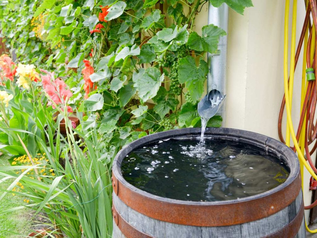 rainwater collection barrel from gutter in garden