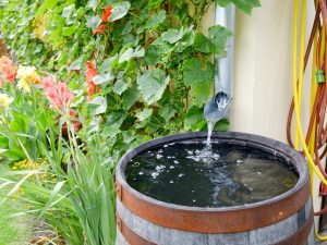 rainwater collection barrel from gutter in garden