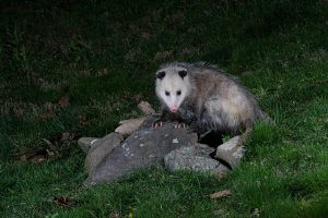 opossum on rock